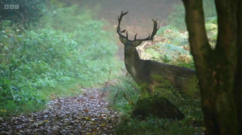 Fallow Deer Iolo's Borderlands